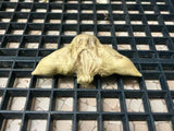 #1097 Inabishi: Hishicha - Japanese Water Caltrop Herbal Tea field 5