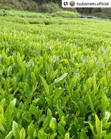 #0896.A1 Tsubame to Chabatake: Farm Direct Wakocha Black Tea from Nukata Village, Okazaki, Aichi