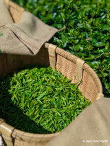 #1143 Per Oscar Brekell’s Senchaism: The First - Ultra Rare Single Cultivar Kondōwase Spring Shizuoka Sencha yunomi.life 6