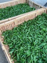 Limited Edition Temomicha Shincha (Kirari 31 Single Cultivar) - Handrolled Tea by Award-Winning, 15th Generation Master, Okutomi Masahiro