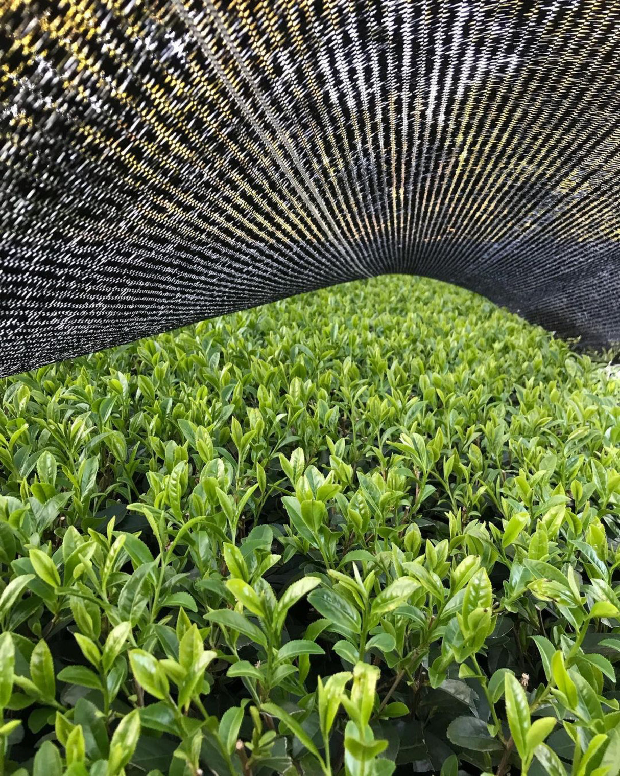 Tanegashima Island Shoju (micro batch, limited) - Single Cultivar Sencha - Iba Takahiro Tea Garden