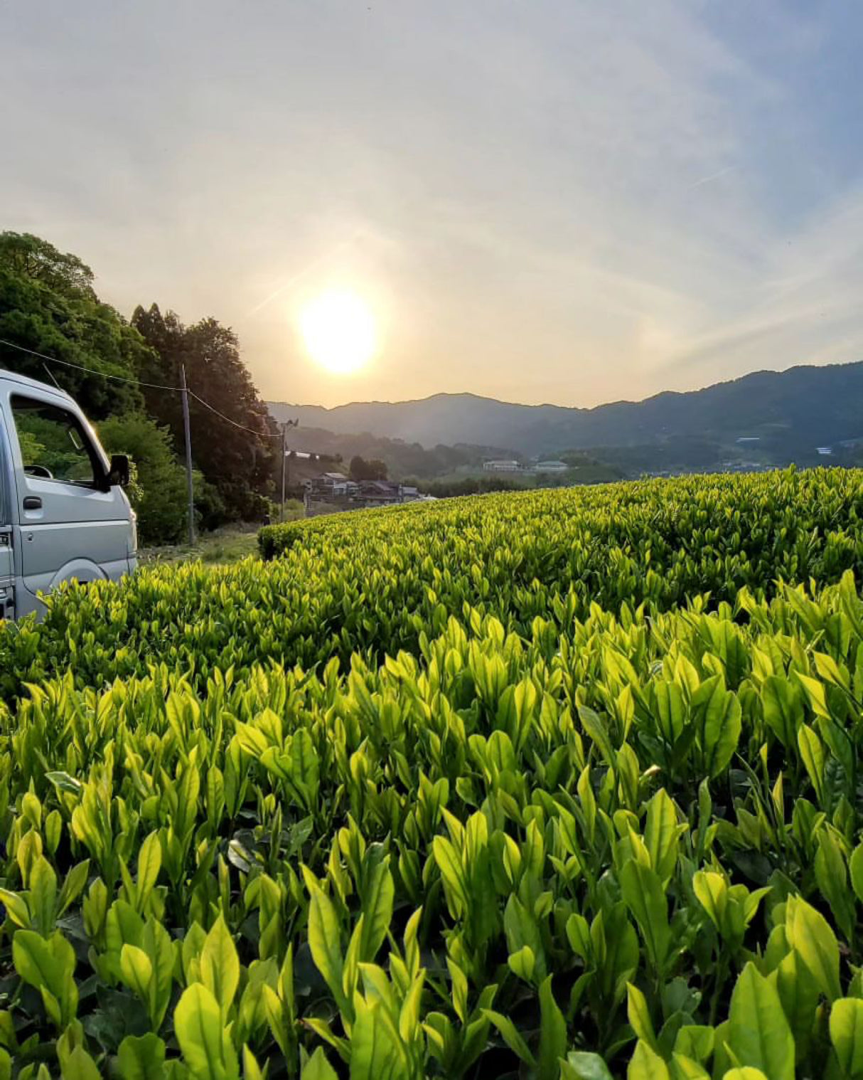 #0094.K6 あずま茶園：京都烏龍茶 アサヒ単一品種