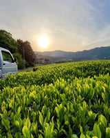 #0094.K6 あずま茶園：京都烏龍茶 アサヒ単一品種