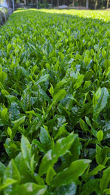 #0932.K2 Tenocha Ureshino Tamaryokucha 玉緑茶
