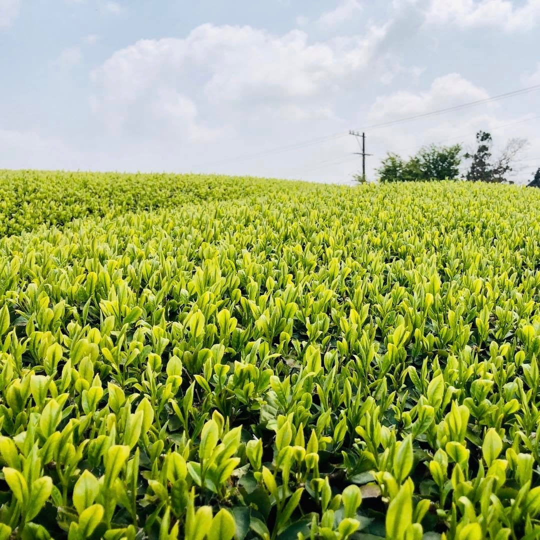 #0376.S5 Kaneroku Matsumoto Tea Garden: Summer White Tea Single Cultivar Koushun 白茶香駿