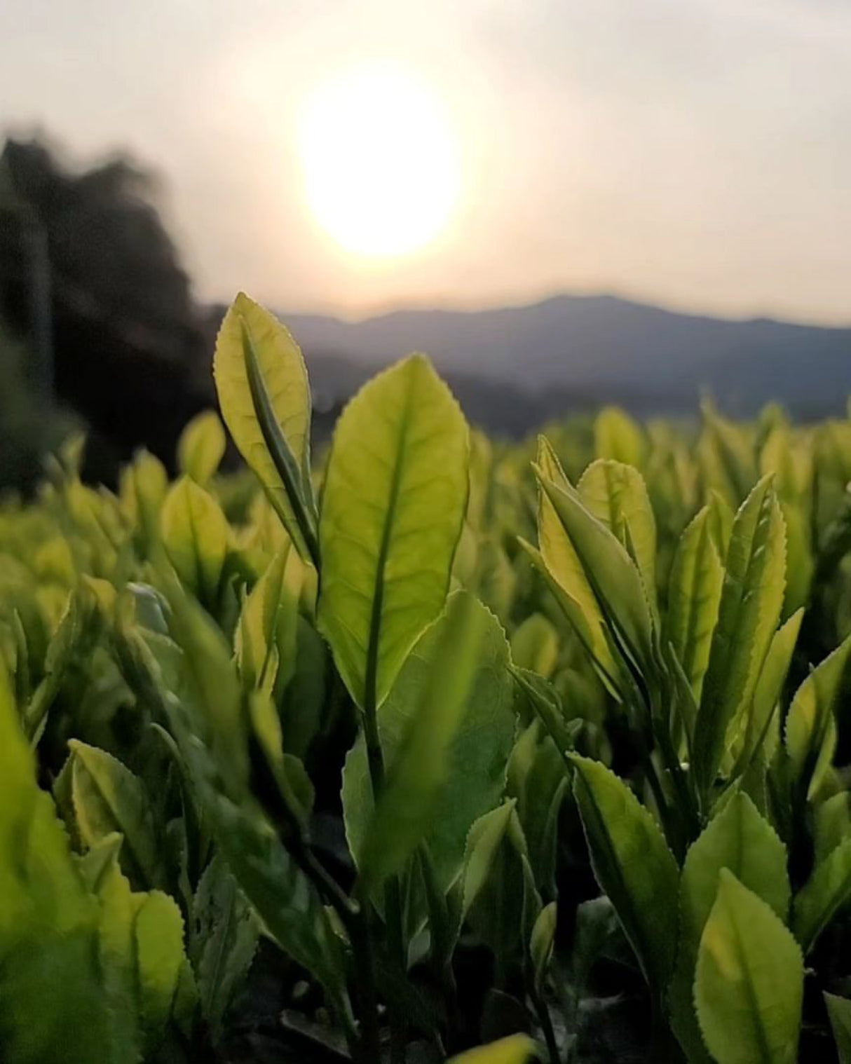 #0094.K6 あずま茶園：京都烏龍茶 アサヒ単一品種