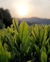 #0094.K6 あずま茶園：京都烏龍茶 アサヒ単一品種