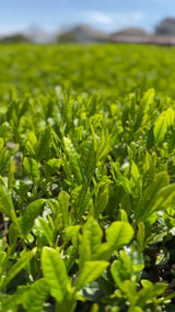 #0170.K3足柄茶ラボ：荻窪煎茶やぶきたマイクロロット（神奈川県小田原市）