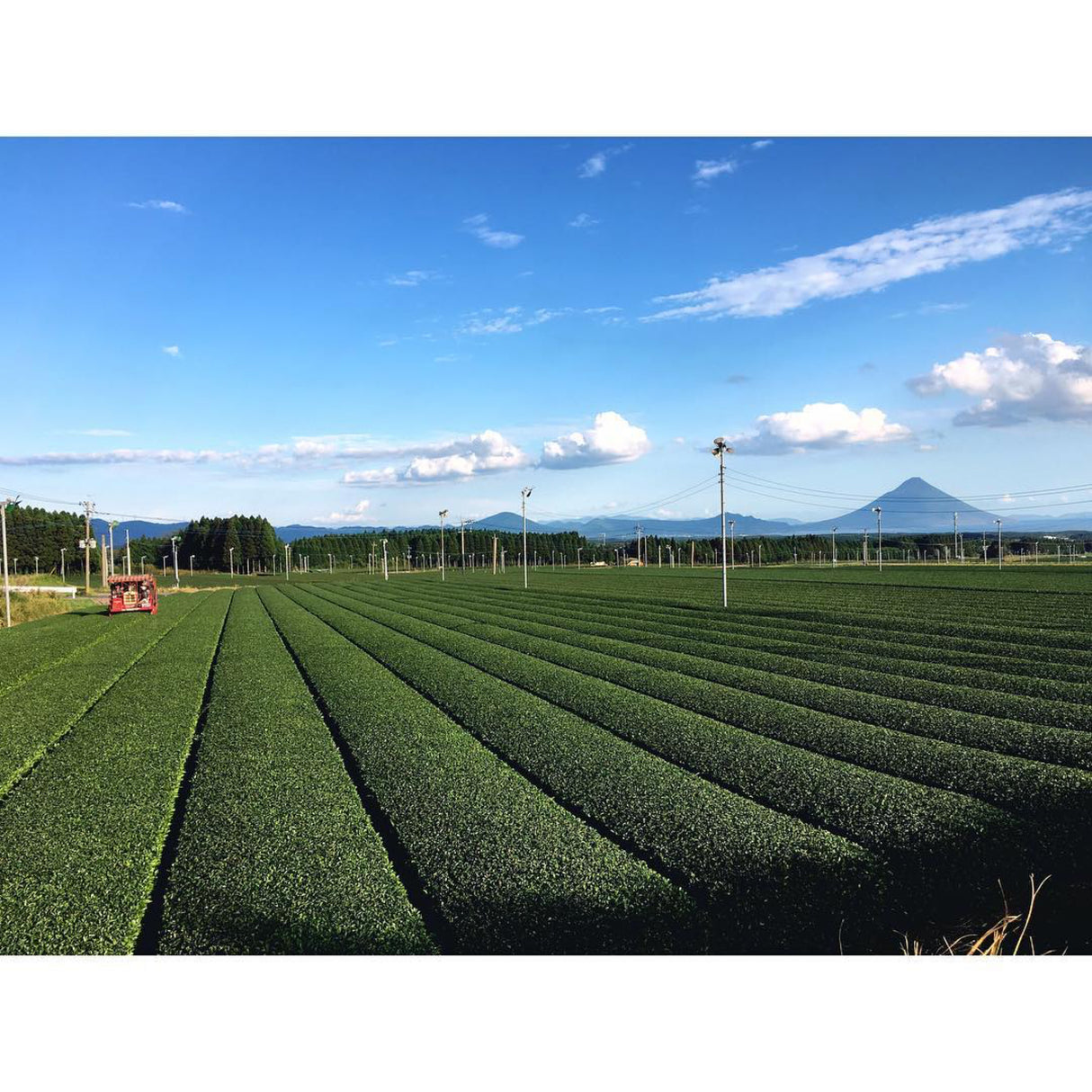 Maehara Tea Farm: Premium Fukamushicha Chiranista, Kagoshimasta 鹿児島 知覧茶 深蒸し茶