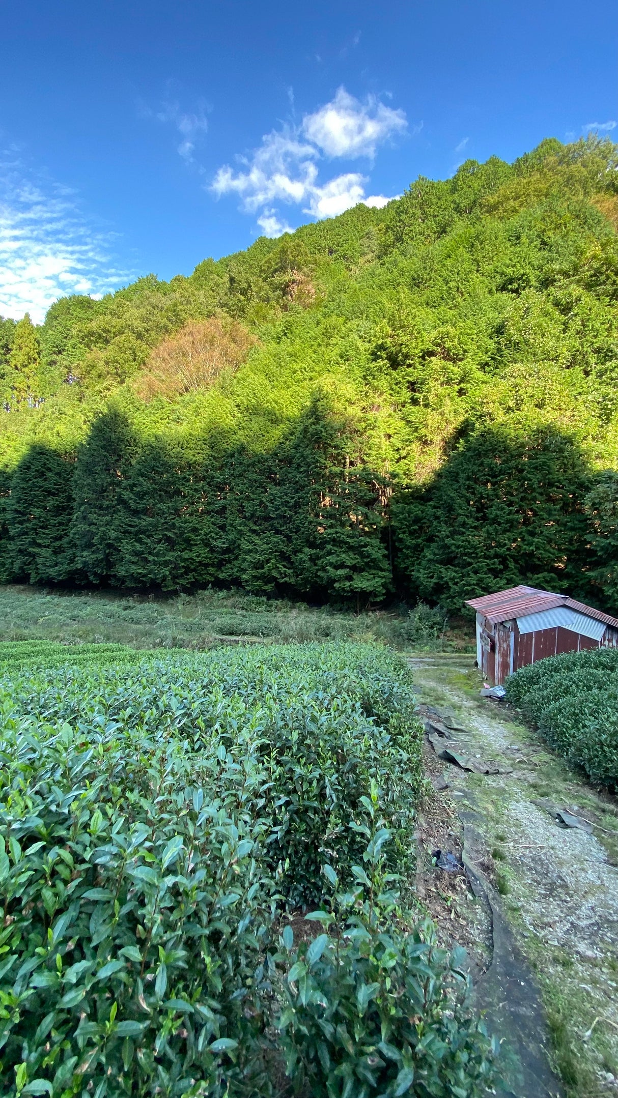 Nagatani-tee: Gyokuro Gokou, yksi lajike Ujitawarasta, Kiotosta (luonnollisesti kasvanut)