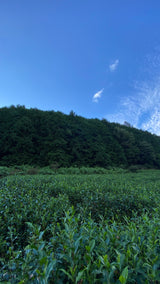 Nagatani Tea: Gyokuro Uji Hikari, Single Cultivar from Ujitawara, Kyoto