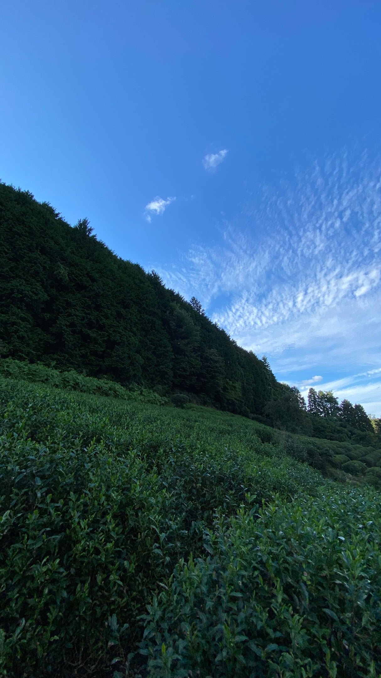 #0506.K6 Nagatani Tea: Gyokuro Gokou, Single Cultivar from Ujitawara, Kyoto (Naturally Grown)