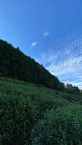 Nagatani-tee: Gyokuro Gokou, yksi lajike Ujitawarasta, Kiotosta (luonnollisesti kasvanut)