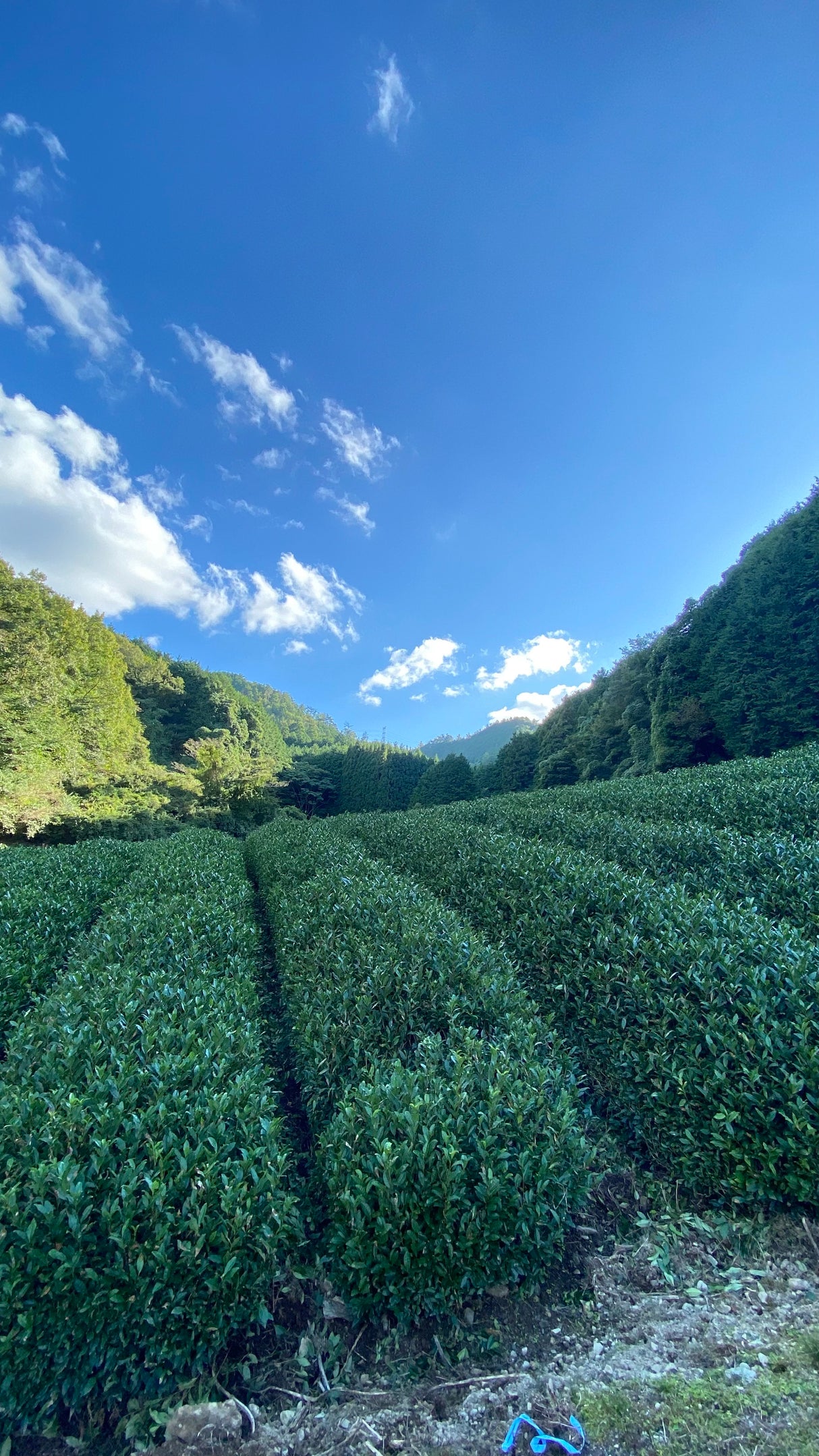 #0506.K6 Nagatani Tea: Gyokuro Gokou, Single Cultivar from Ujitawara, Kyoto (Naturally Grown)