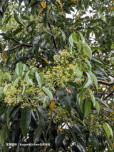 Kugani Kitchen: Karaki Okinawan Cinnamon Powder yunomi.life 5