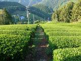 Matsumoto Osamu: Micro Batch Sencha, Single Cultivar Koshun