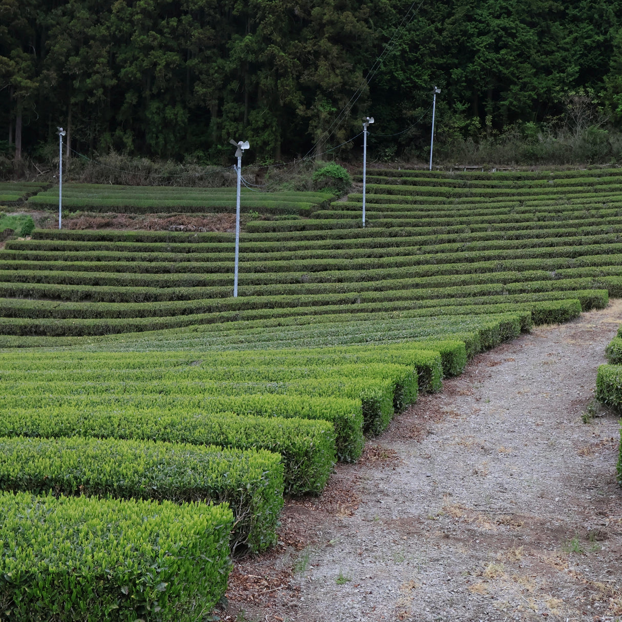 #1093.I1 Shimizu Tea Garden: Bou-Hojicha Teabag / 清水園 奥久慈 ほうじ茶ティーバッグ