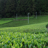 #1093.I1 Shimizu Tea Garden: Bou-Hojicha Teabag / 清水園 奥久慈 ほうじ茶ティーバッグ