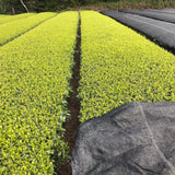 Tea Field in Tanegashima Island, Kagoshima, Japan