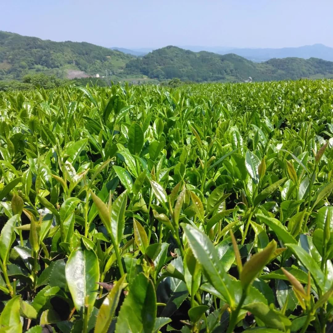 #0436.F2 Kuma Tea Garden FK033: Mountain-Grown Yame Sencha (Unshaded), Single Cultivar Kirari 31