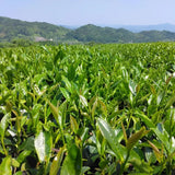 #0436.F2 Kuma Tea Garden FK033: Mountain-Grown Yame Sencha (Unshaded), Single Cultivar Kirari 31