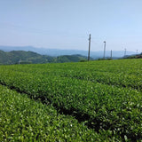 Kuma Tea Garden FK033: Vuoristossa kasvatettu Yame Sencha (varjostamaton), yksi lajike Kirari 31