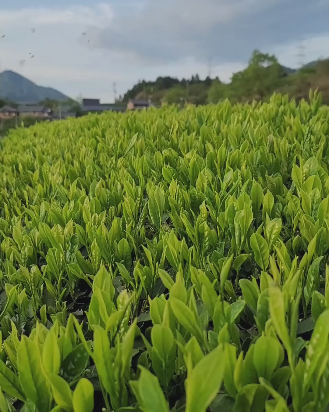 #0094.K6 あずま茶園：京都烏龍茶 アサヒ単一品種