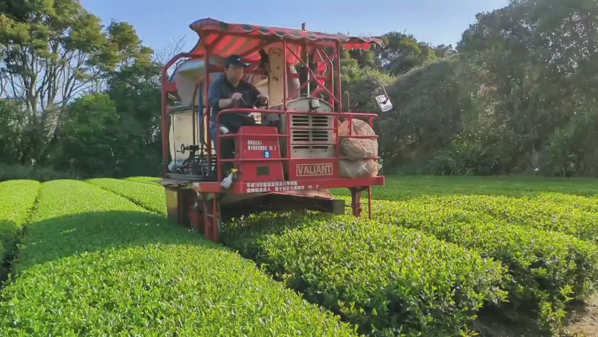 Tanegashima Island Shoju (mikroerä, rajoitettu) - Yksi lajike Sencha - Iba Takahiro Tea Garden