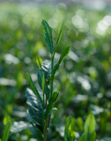 shibakiri-tea-garden-tea-leaf-shizuoka