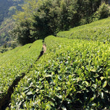 Yancha Tea in Kochi Prefecture, Japan