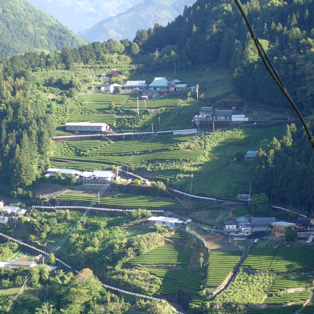 Yancha Tea in Kochi Prefecture, Japan