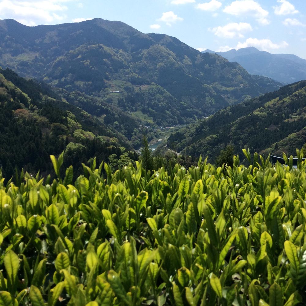 Yancha Tea in Kochi Prefecture, Japan