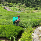 Yancha Tea in Kochi Prefecture, Japan