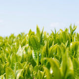 Wakoen Tea Farm: Kagoshima tea field