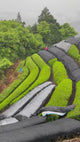 Kiroku Tea Garden: yksi lajike Tencha Asanoka Wazukasta, Kiotosta