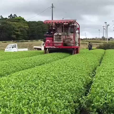 Tanegashima Island Shoju (mikroerä, rajoitettu) - Yksi lajike Sencha - Iba Takahiro Tea Garden