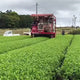 Tanegashima Island Shoju (micro batch, limited) - Single Cultivar Sencha - Iba Takahiro Tea Garden