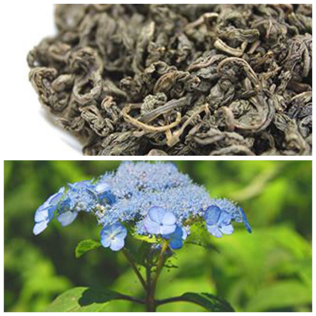 Amacha Herbal Tisane (Hydrangea macrophylla var. thunbergii) from Kunohe Village - Yunomi.life