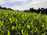 Ayumi Farms (Cyittorattu): 2022 Kukicha - Spring Leaf Stem Green Tea - Yunomi.life