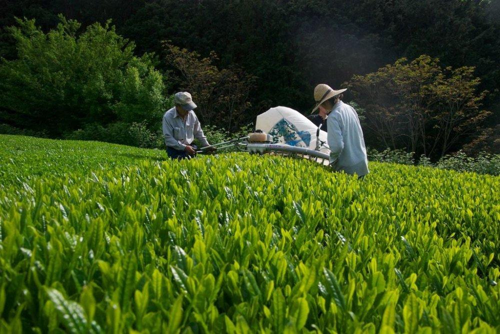 Ayumi Farms (Cyittorattu): 2022 Sencha that Laughs with the Mountains 山と笑う煎茶 - Yunomi.life