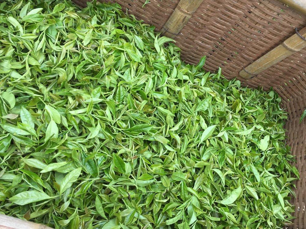 Ayumi Farms (Cyittorattu): Handpicked Wakocha (Japanese black tea, 40g bag) - Yunomi.life