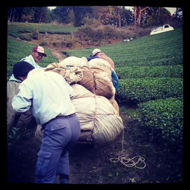 Azuma Tea Garden: "Kanoyama" - Matcha Cultivar Series Okumidori, Standard Ceremonial Grade 伊の山 - Yunomi.life