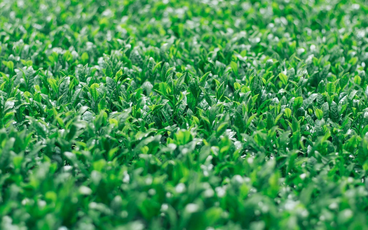 Chiyonoen Tea Garden #09: 2022 Mountain-Grown Yame Sencha, Yamakiri 特上煎茶「山霧」 - Yunomi.life