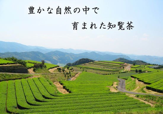 Furuichi Seicha #07: Limited Edition 2022 Premium Shincha Chirancha Early First Flush Fukamushicha 特上知覧茶新茶 - Yunomi.life