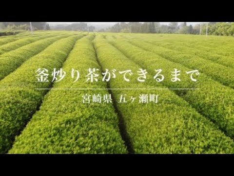 #0498.M3 Miyazaki Sabou MY21: Organic Kamairicha Green Tea - Handpicked, Tsuyuhikari Single Cultivar (Discontinued in 2024)