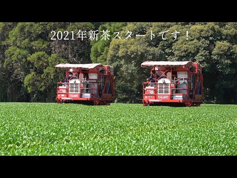 #0709.K2 Wakoen Tea Farm: Kagoshima Fukamushicha - Takumi (Premium Grade) 和香園  深蒸し茶  匠