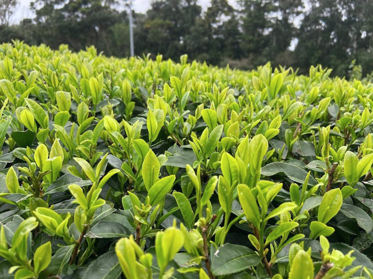 #0330.K2 Iba Yu Tea Garden: Tanegashima Single Cultivar Sencha - Kuritawase (micro batch, limited)