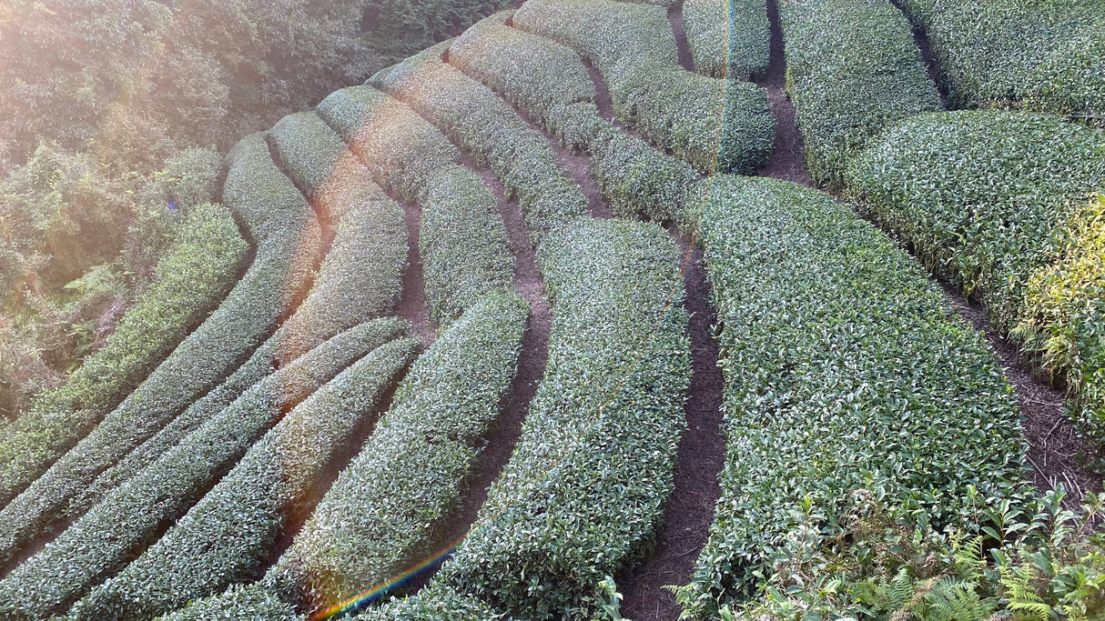 Kiroku Tea Garden: Single Cultivar Gokou Matcha from Wazuka, Kyoto