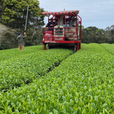 #0349.K2 Tanegashima Island Shoju (micro batch, limited) - Single Cultivar Sencha - Iba Takahiro Tea Garden