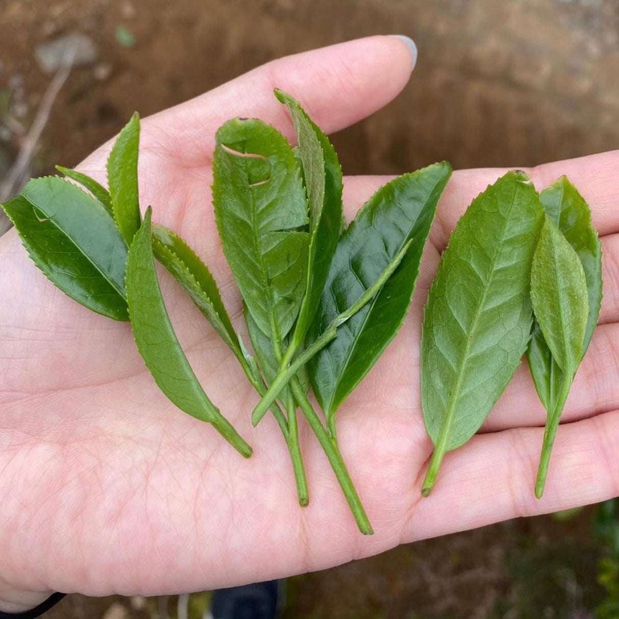 Tanegashima Island Shoju (micro batch, limited) - Single Cultivar Sencha - Iba Takahiro Tea Garden